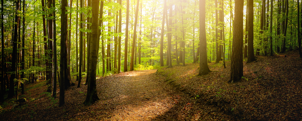 Baumpaten Thüringen